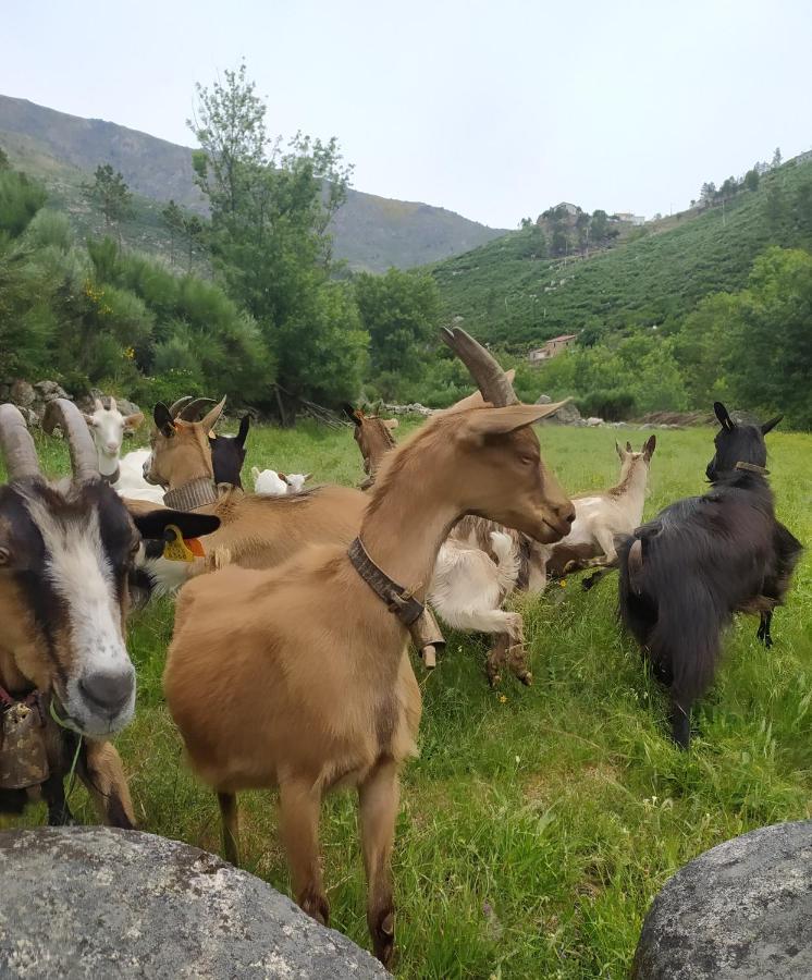 Abrigo Do Cabecinho - Serra Da Estrela Cortes do Meio Kültér fotó